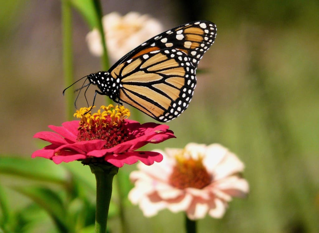 Where Do Butterflies Come From? | Shed Blog - Garden 