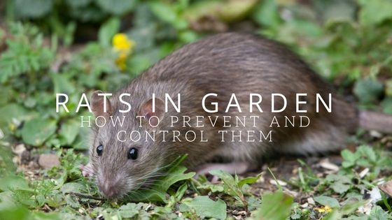 rats in garden: how to prevent and control them – garden