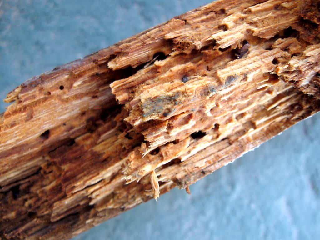 How to Prevent your Shed from Rotting Garden Buildings Direct Blog