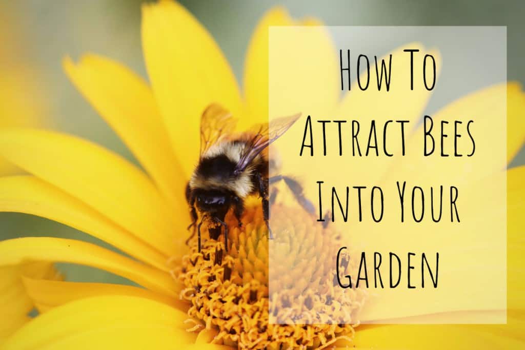 How to Attract Bees Into your Garden Garden Buildings Direct Blog