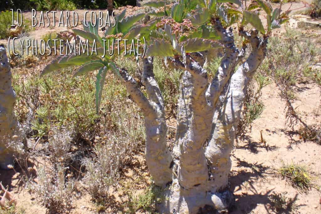 Top 11 Ugliest Flowers Shed Blog Garden Buildings Direct