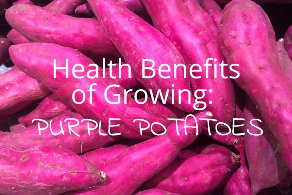 Health Benefits of Growing Purple Potatoes Shed Blog Garden