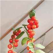 Palram Greenhouse Planter Hangers (Pack of 10)