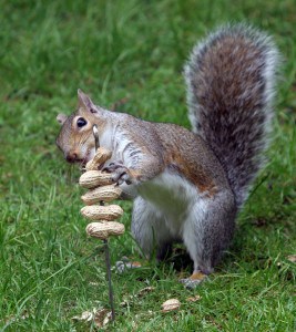 squirrels-in-the-garden