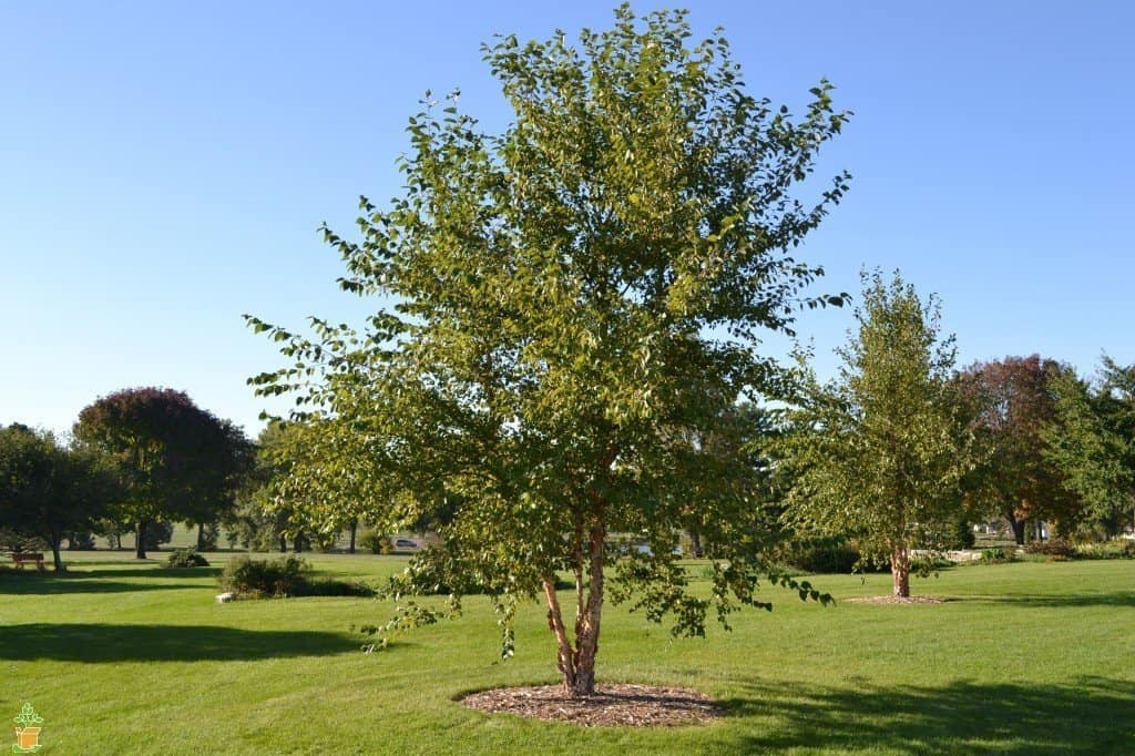 UK Trees: A Guide To The 9 Fastest Growing UK Trees