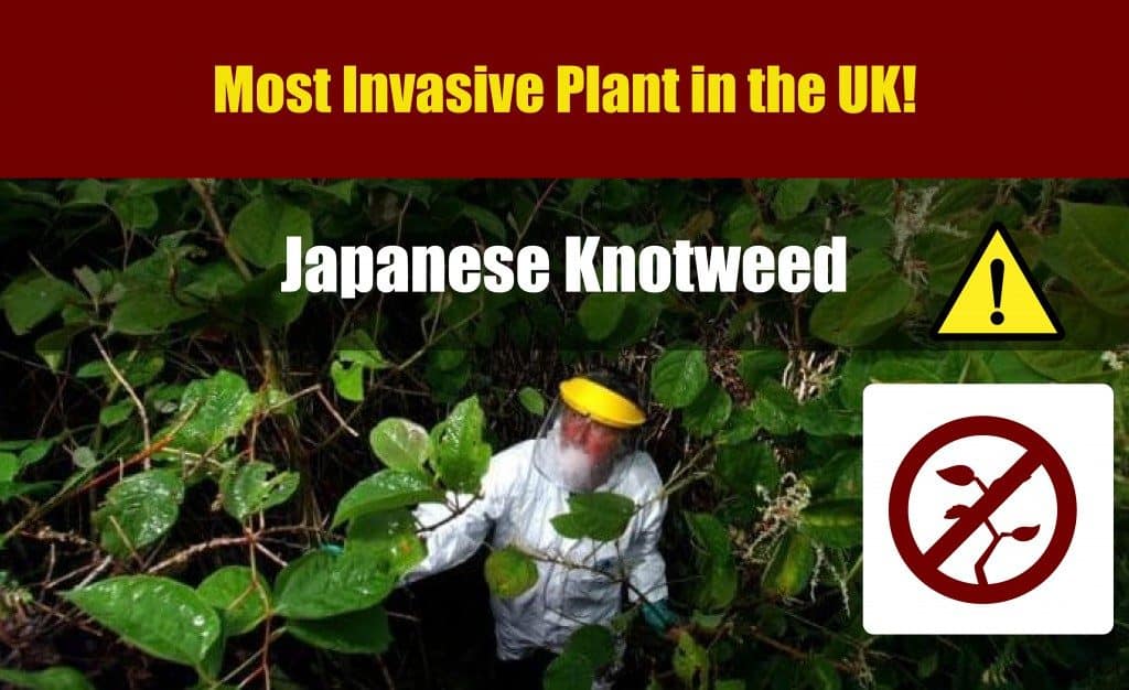 Japanese Knotweed: The Definitive Guide