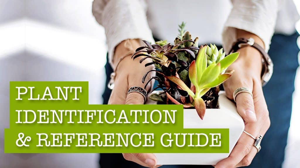 your ultimate plant identification useful reference guide - House Plant Identification Guide By Picture your ultimate plant identification useful reference guide - House Plant Identification Guide By Picture