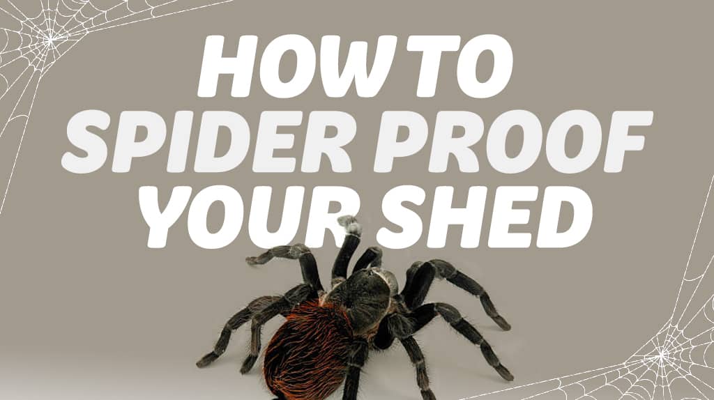 How To Get Rid Of Spiders In Garden Shed