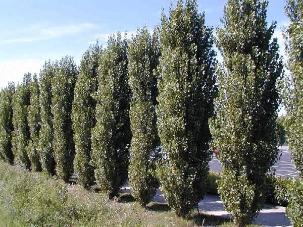 UK Trees: A Guide To The 9 Fastest Growing UK Trees