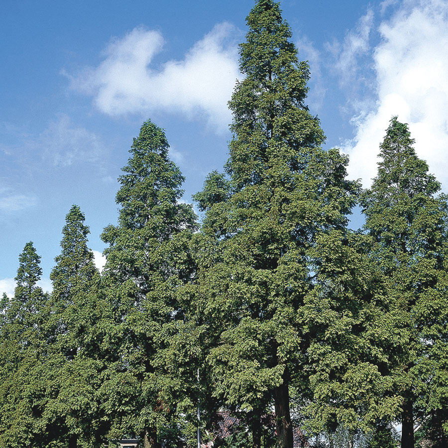 UK Trees: A Guide To The 9 Fastest Growing UK Trees