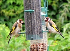 garden-birds