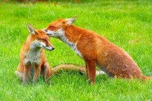 domesticated-garden-foxes