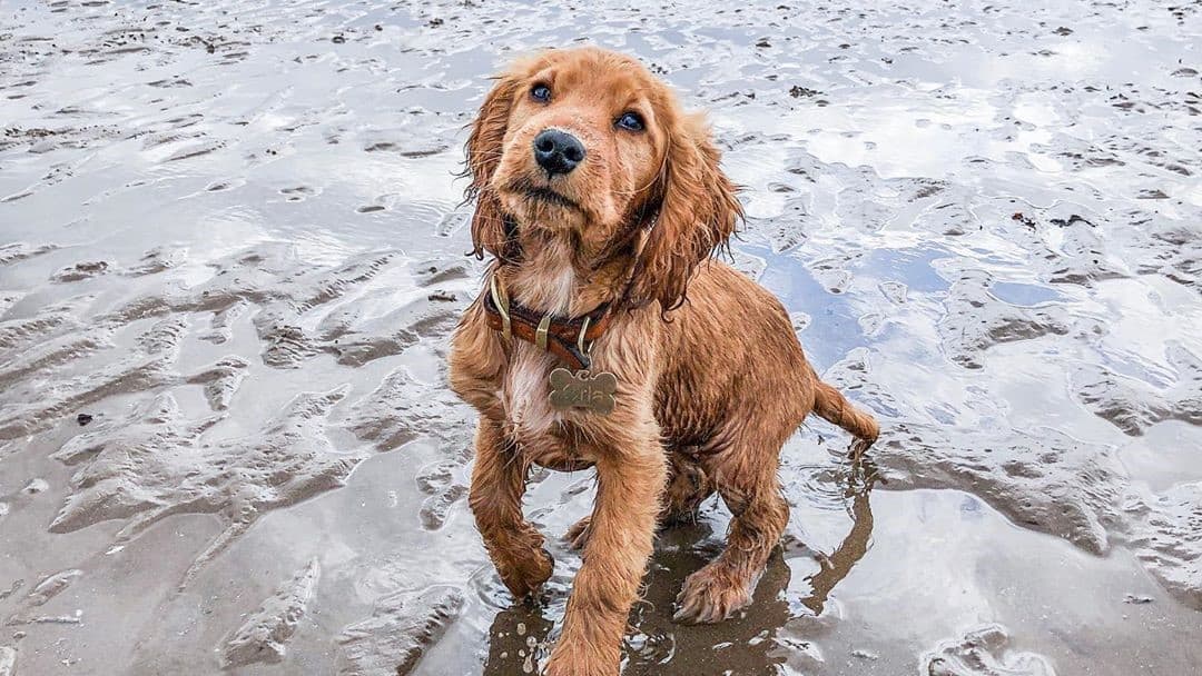Picture of a wet puppy on a sandy beach with the side out looking up to its owner