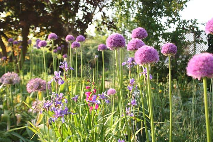 Flowers for Autumn