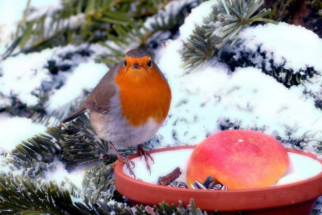How to Create a Bird-Friendly Garden This Winter