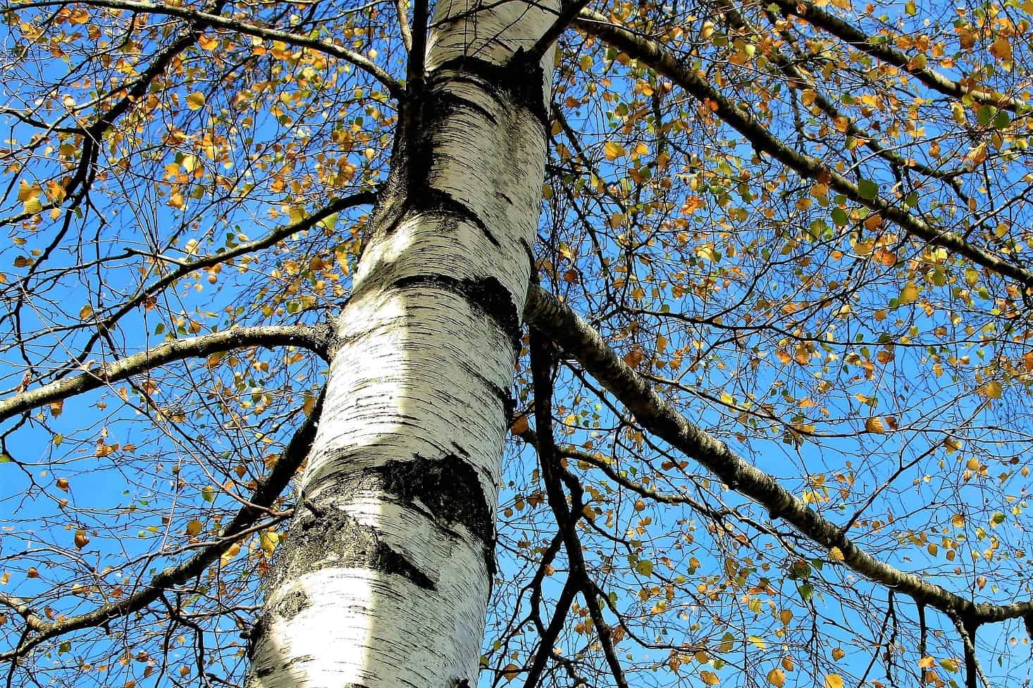 UK Trees: A Guide To The 9 Fastest Growing UK Trees