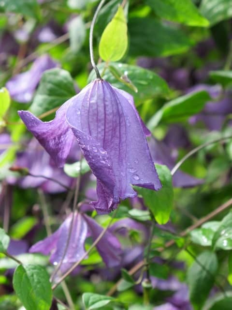 Autumn garden tips