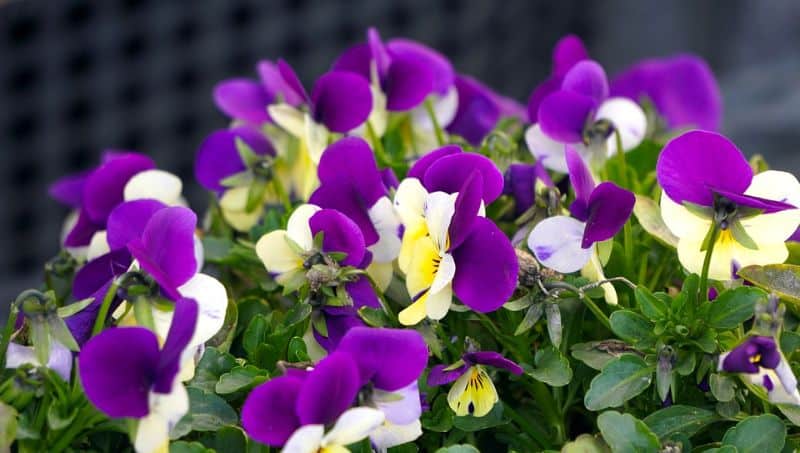 best-plants-for-your-vertical-garden-7-viola-pixabay