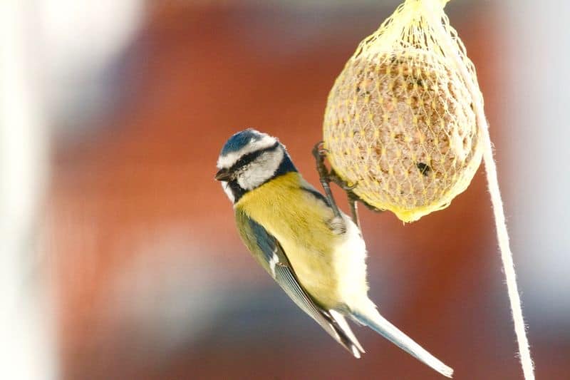 bird-friendly-garden-breeding-4-understand-which-common-foodstuffs-are-best