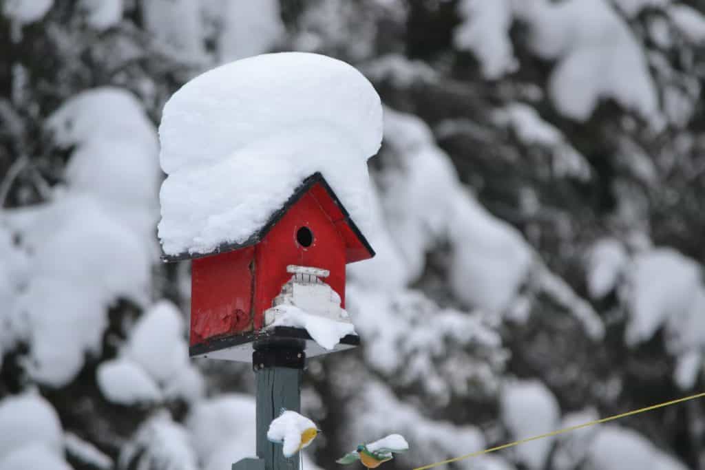 How to Create a Bird-Friendly Garden This Winter