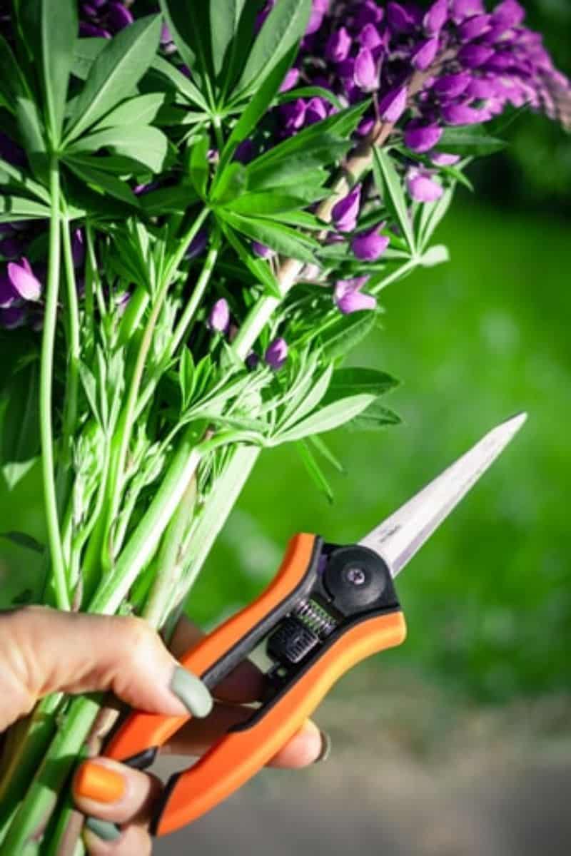 checklist-guide-and-cleaning-tips-to-garden-spring-cleaning-1-prune-perennials-unsplash.jfif