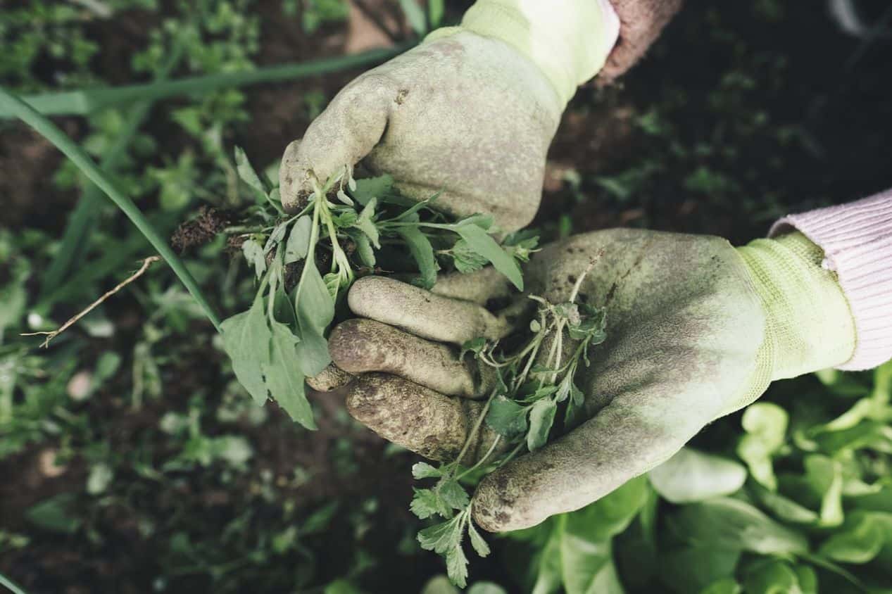 common-gardening-tools-uses-1-garden-gloves