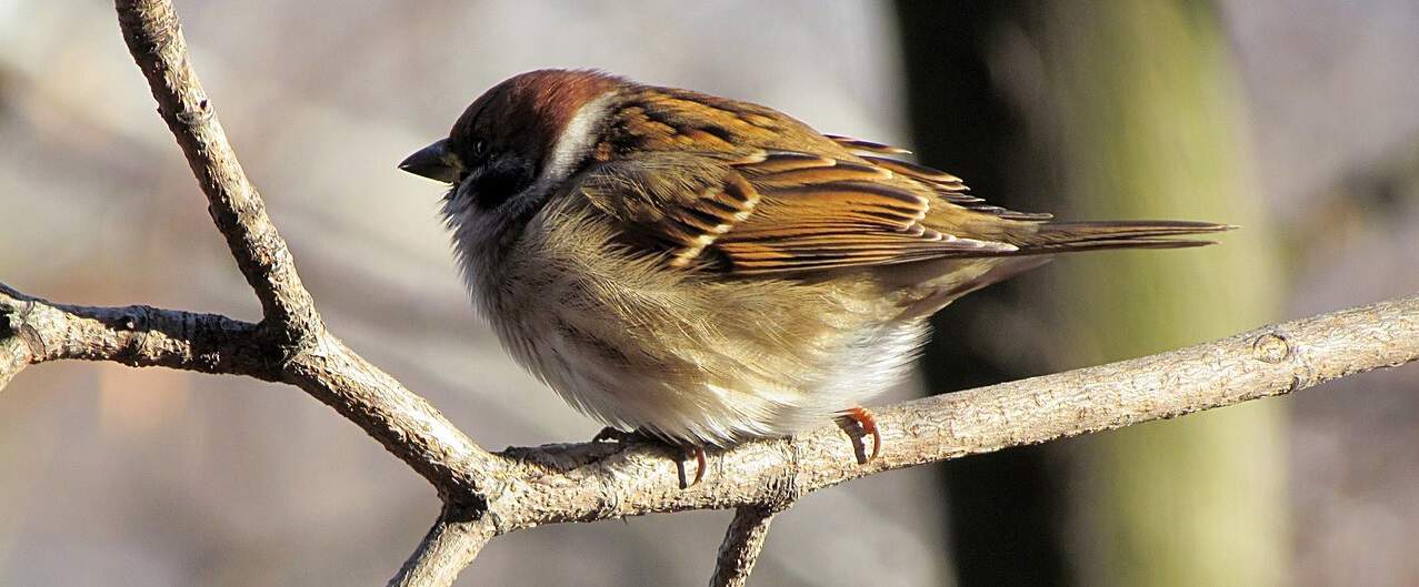 common-wild-birds-uk-1-house-sparrow