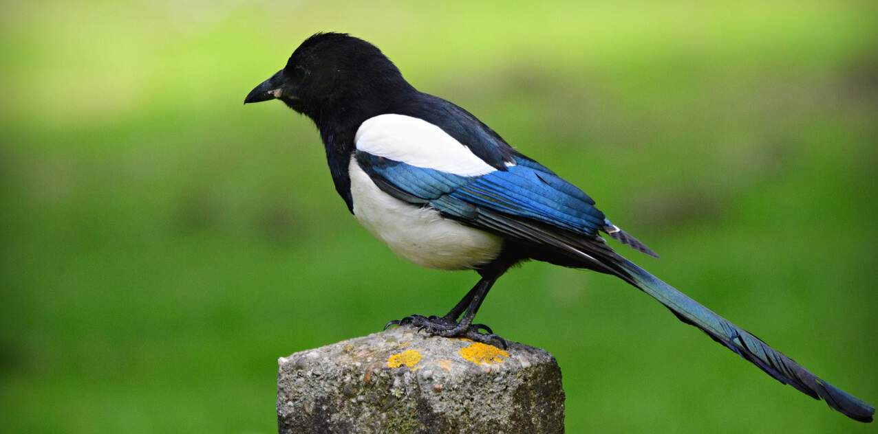 common-wild-birds-uk-10-magpie