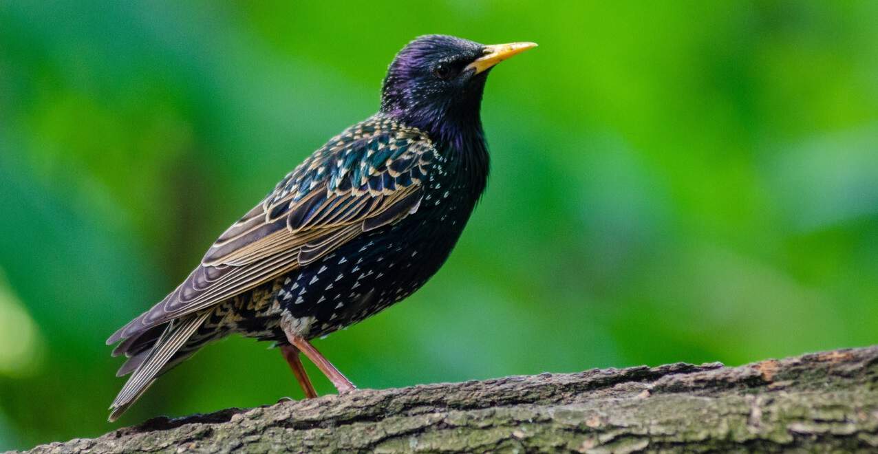 How to Identify the UK's 10 Most Common Wild Birds