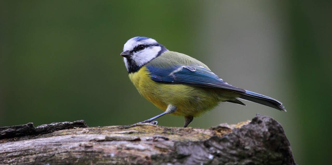 common-wild-birds-uk-3-blue-tit