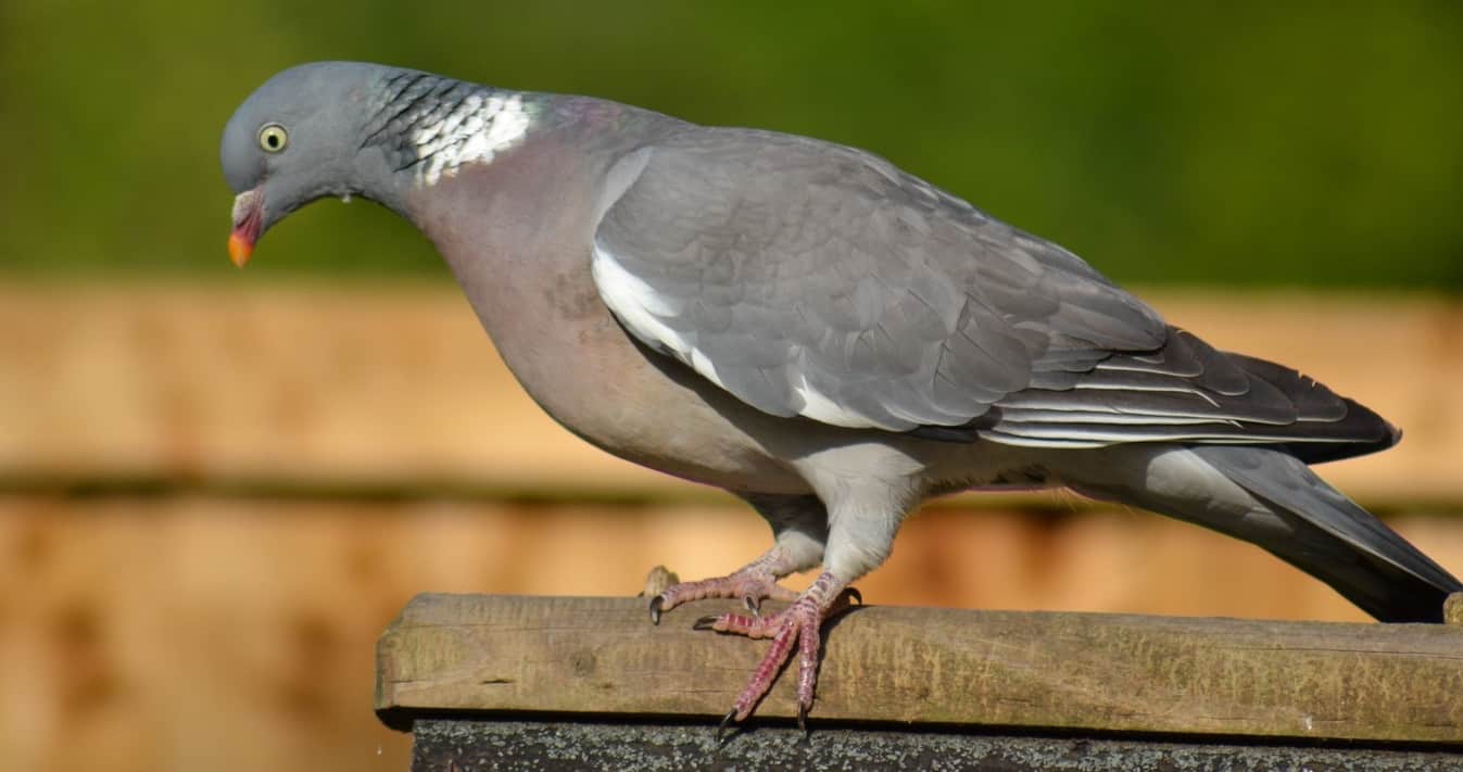 common-wild-birds-uk-5-woodpigeon