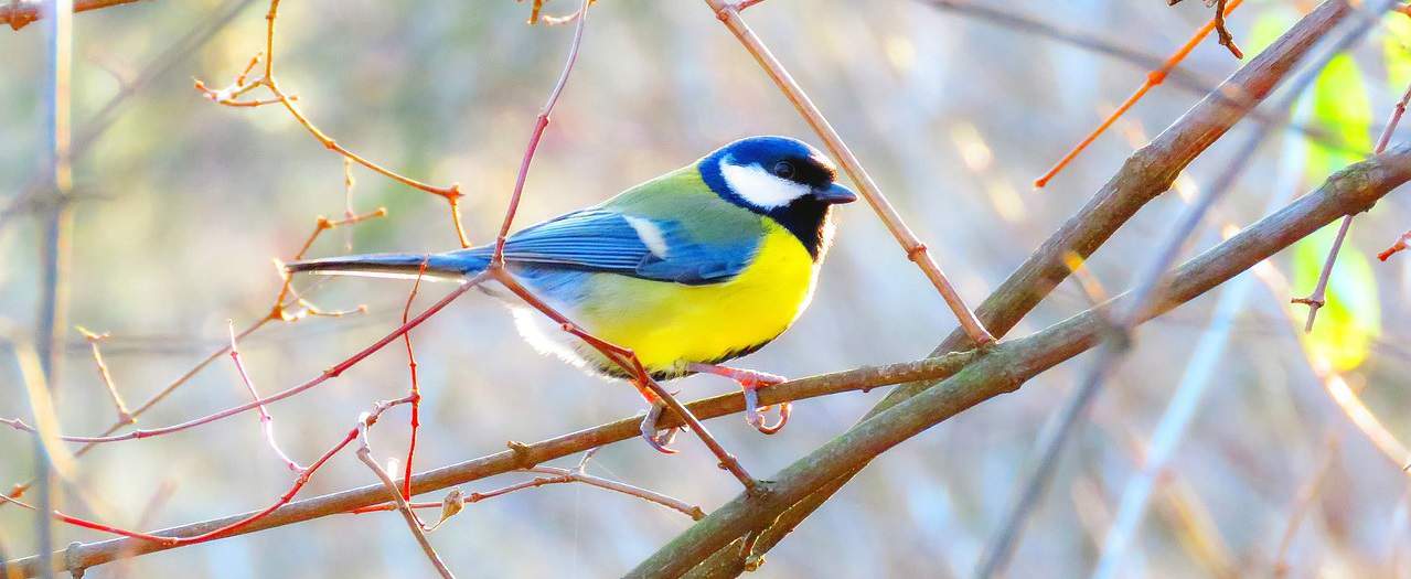 How To Identify The Uk S 10 Most Common Wild Birds