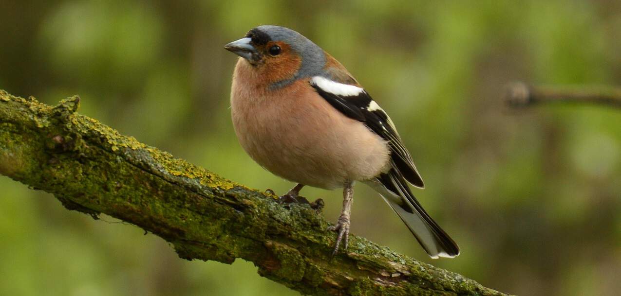 How to Identify the UK's 10 Most Common Wild Birds