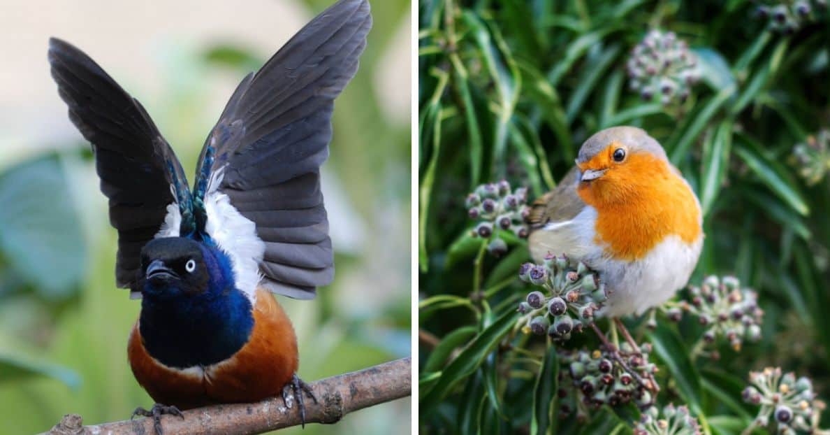 How To Identify The UK s 10 Most Common Wild Birds