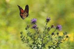 companion-planting-guide-5-priorities-adversity