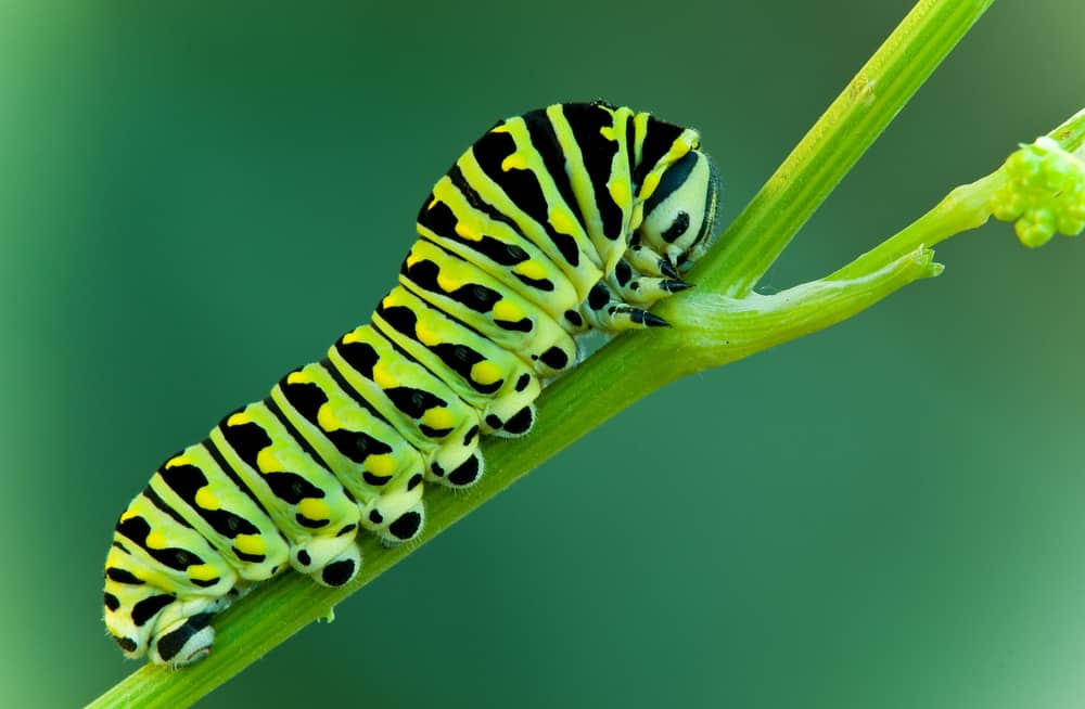 swallowtail raupe raupen grune schmetterlinge medewerker veranderen teleobjektiv edplace fressen blatter rups courius