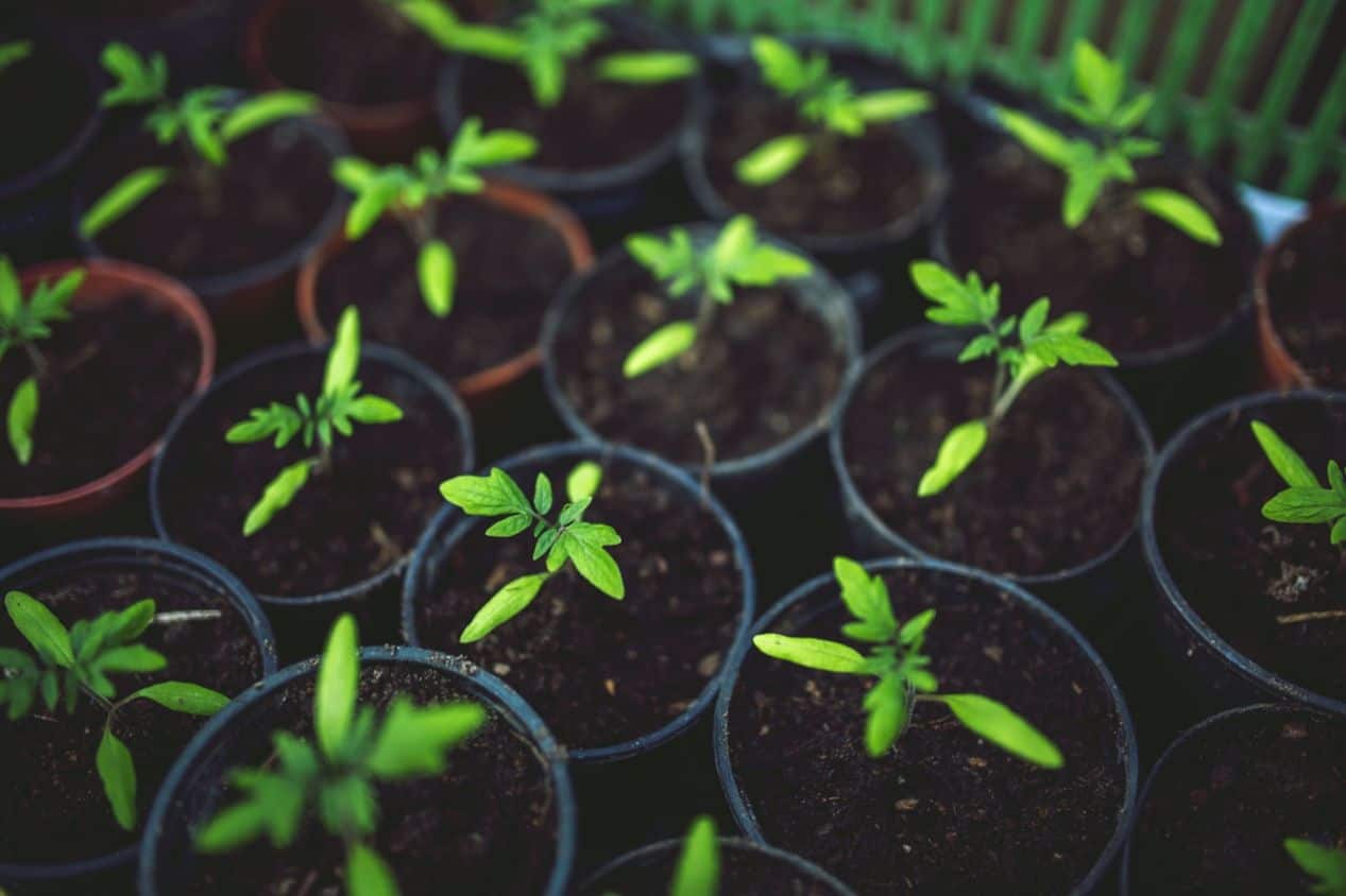 diy-seed-starting-mix-2-main-ingredients