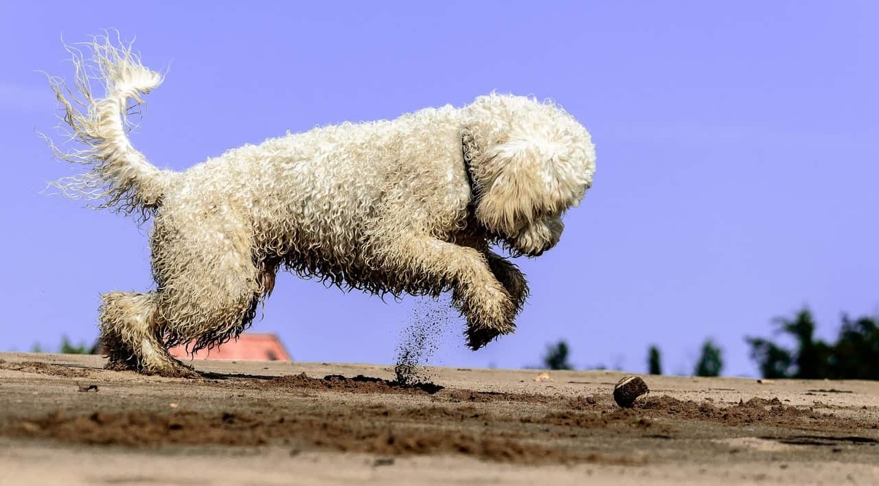 dog-friendly-garden-tricks-2-clean-up-any-exposed-and-unnecessary-soil