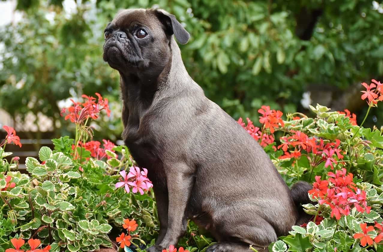 dog-friendly-garden-tricks-3-secure-boarders-and-plant-beds