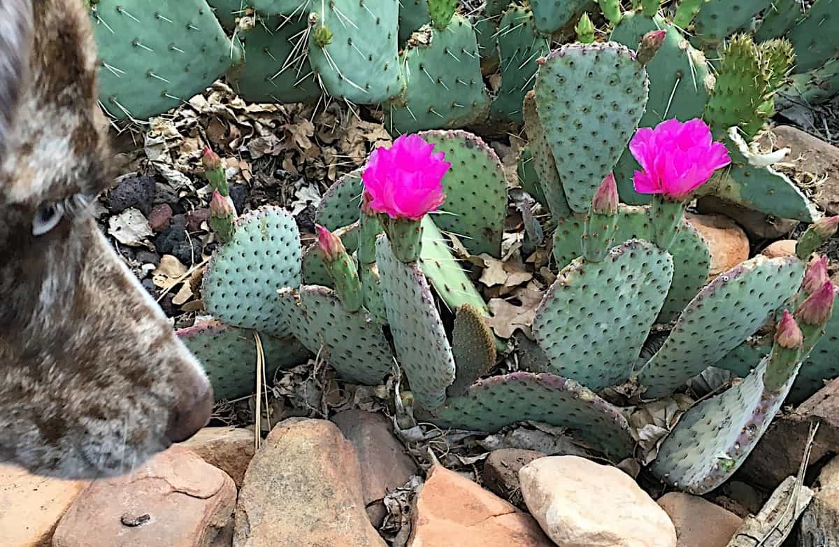 dog-friendly-garden-tricks-5-avoid-growing-thorny-plants