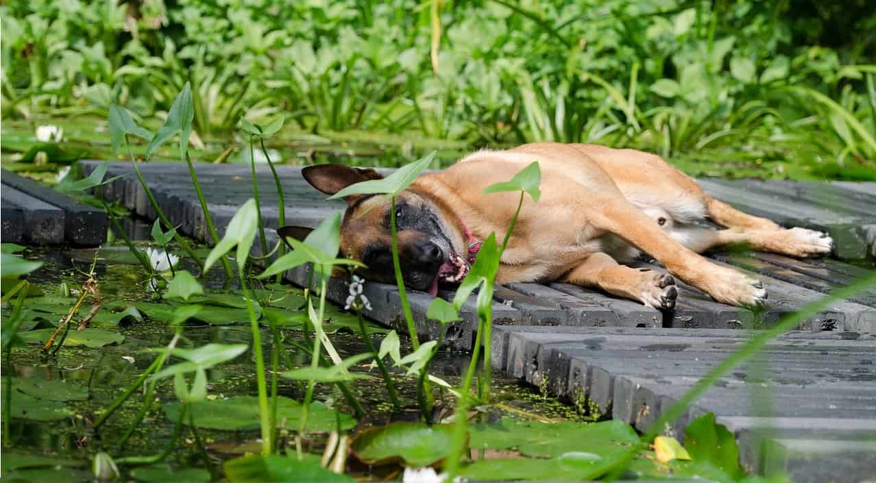dog-friendly-garden-tricks-7-cover-ponds-pools-when-not-in-use