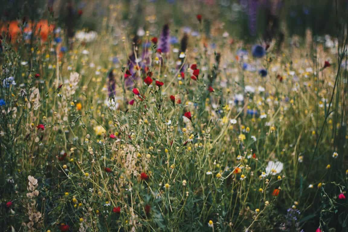 garden-wildlife-watching-room-2-grow-right-plants-pexels