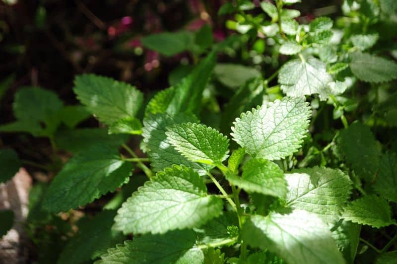 grow-your-own-herbs-3-outdoors
