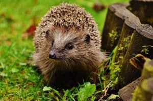 helping-hedgehogs-survive-1-safety