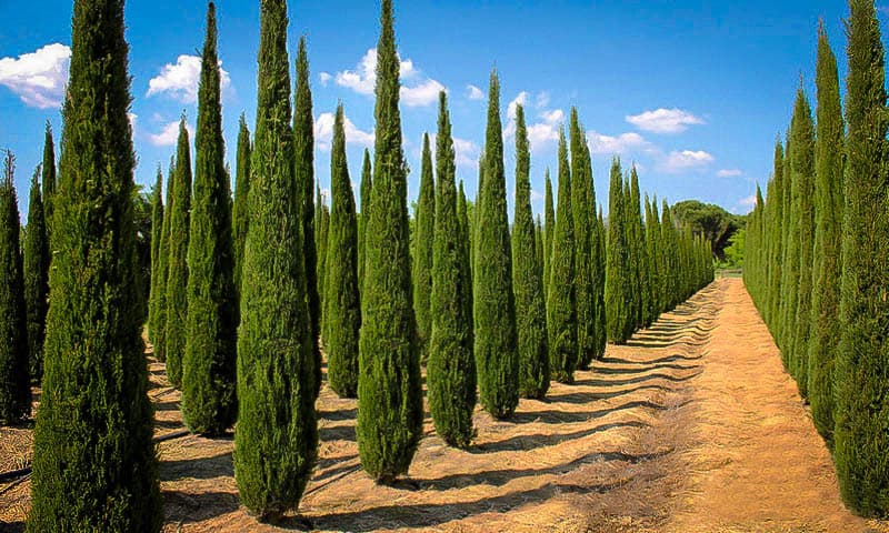 UK Trees: A Guide To The 9 Fastest Growing UK Trees
