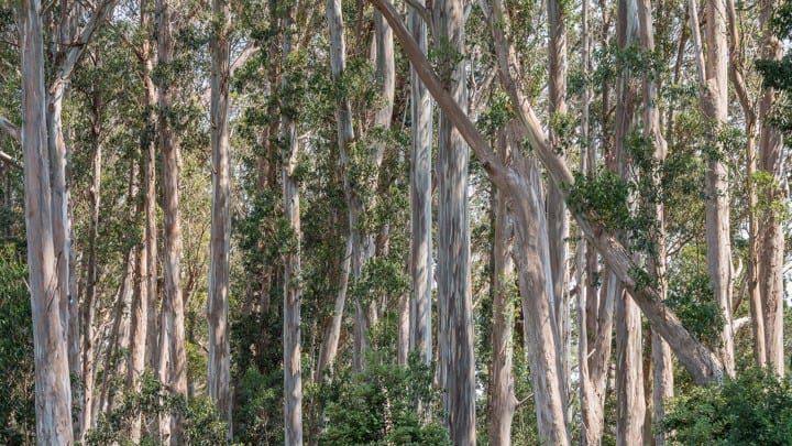 UK Trees: A Guide To The 9 Fastest Growing UK Trees
