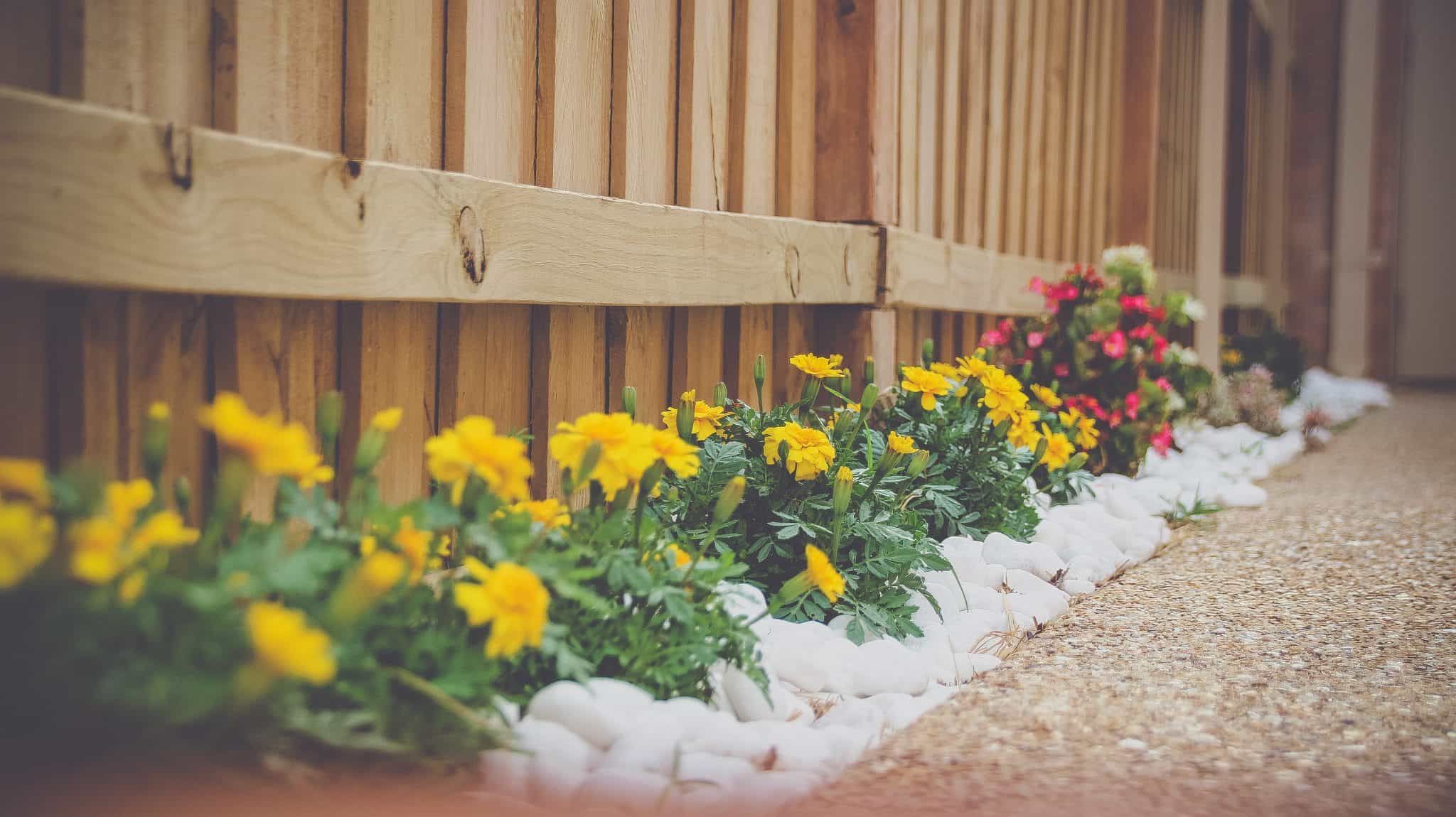 Bottom of garden fence lined with yellow flowers