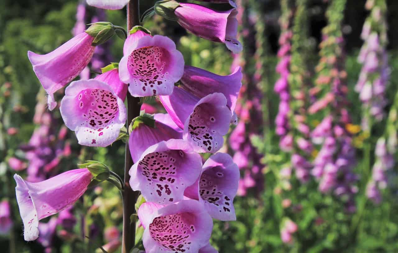 may-gardening-jobs-2-grow-foxgloves-pixabay