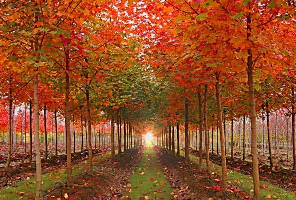 UK Trees: A Guide To The 9 Fastest Growing UK Trees