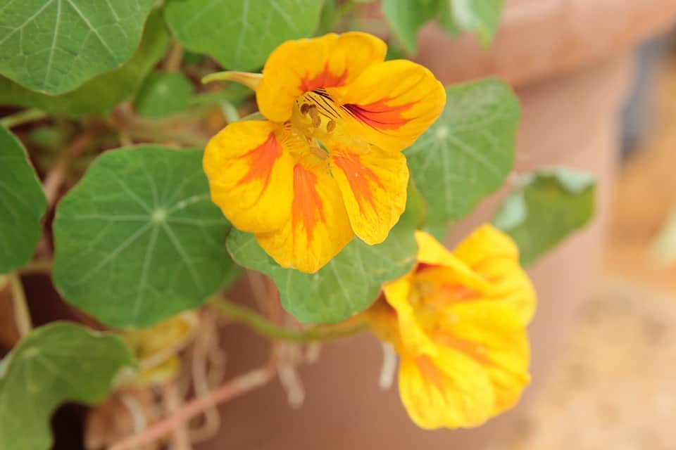 plant-profile-nasturtium-guide-2-smaller-varieties